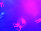 $B%/%i%2(J2