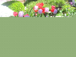 spring