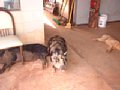 dscf0248.jpg