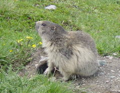 Marmot