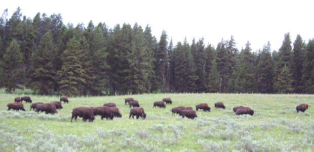 Bisons in Hayden Valley