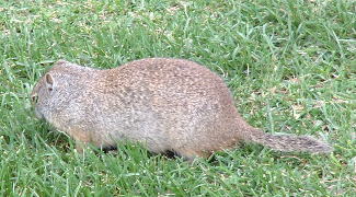 Uinta ground squirrel