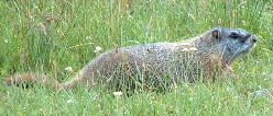 Yellowbellied