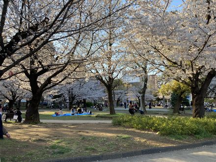 桜画像