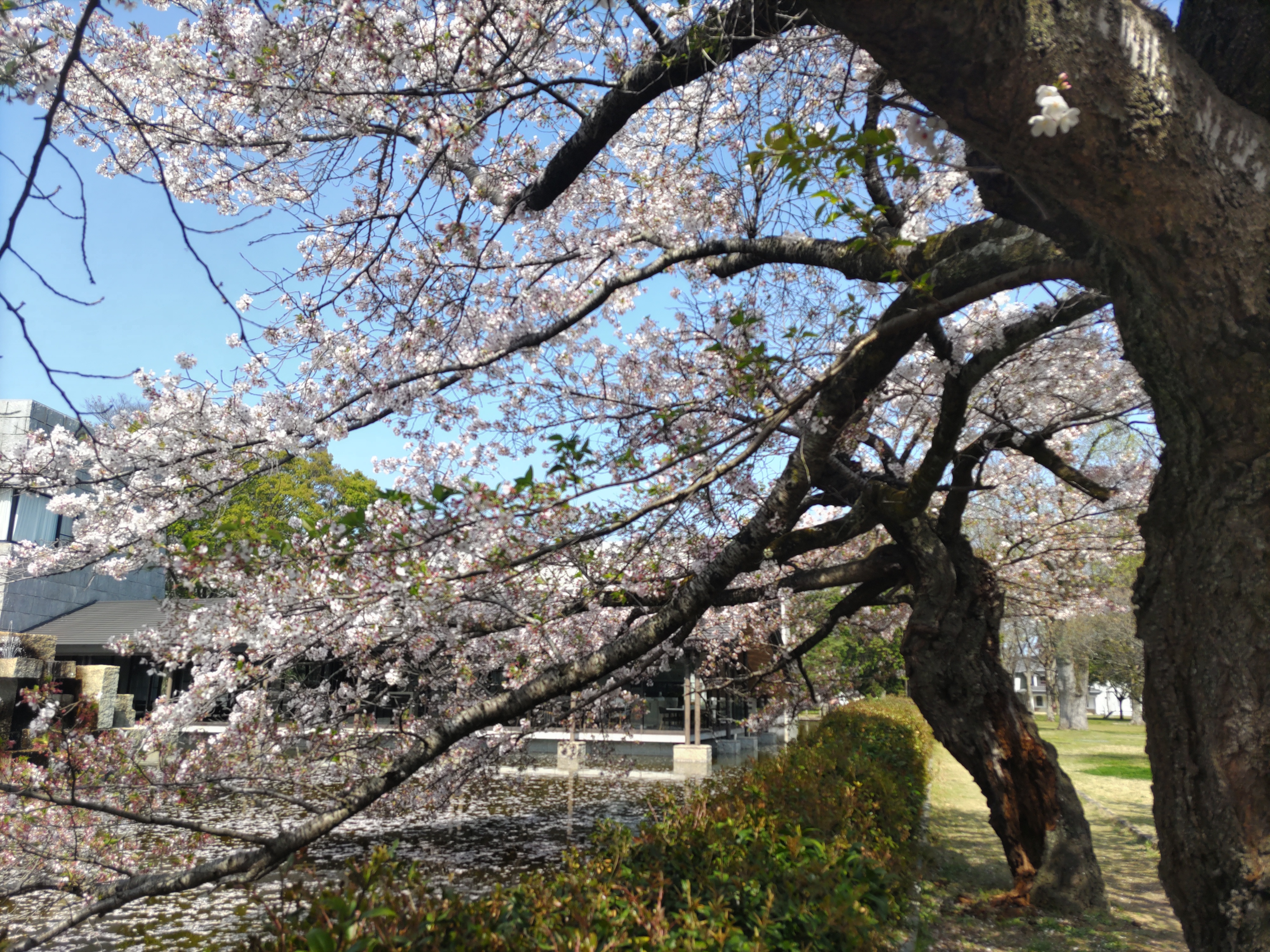偕楽園公園546
