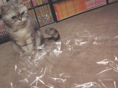 20061204