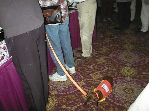 小型聴導犬