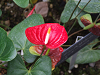 DSCF0107_thumb.png