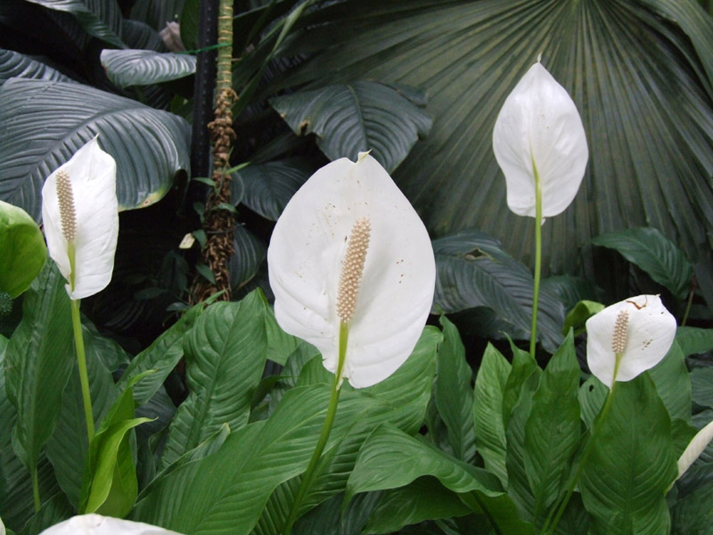 DSCF0117.jpg