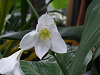 DSCF0124_thumb.png