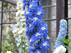 DSCF0142_thumb.png