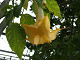 DSCF0175_thumb.jpg