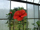 DSCF0188_thumb.jpg
