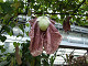 DSCF0192_thumb.jpg