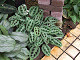 DSCF0209_thumb.jpg