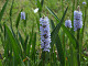 DSCF0214_thumb.jpg