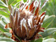 DSCF0219_thumb.jpg