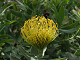 DSCF0220_thumb.jpg