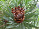 DSCF0222_thumb.jpg