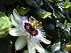 DSCF0224_thumb.jpg