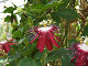 DSCF0225_thumb.jpg