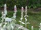 DSCF0231_thumb.jpg