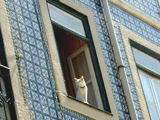 ���դ�ǭ(A cat on a window)