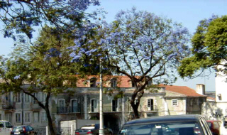 ���㥫����(Jacaranda)