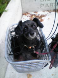 �������胋�i