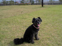 ���i�΂��h�b�O�����ɂ�