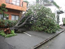 �䕗�X���̔�Q