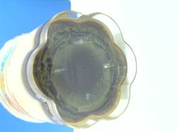 �n�b�s�[�v�b�`���v����