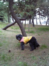 ���ŗV�ԃ��i