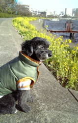 ���i�ƍ؂̉�