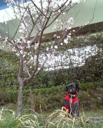 ���i�Ɣ~�̖�