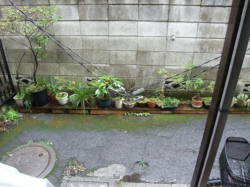 電話線