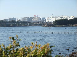 海