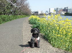 ルナと菜の花