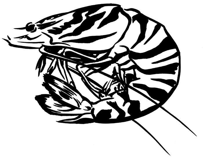 ebi