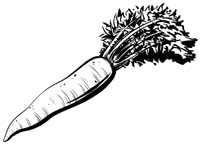 daikon