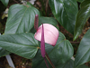 DSCF0108_thumb.png