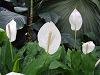 DSCF0117_thumb.png