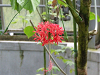 DSCF0126_thumb.png