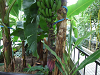 DSCF0129_thumb.png