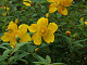 DSCF0169_thumb.jpg