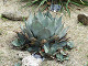 DSCF0171_thumb.jpg