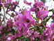 DSCF0172_thumb.jpg