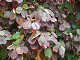 DSCF0173_thumb.jpg