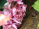 DSCF0174_thumb.jpg