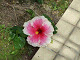 DSCF0176_thumb.jpg